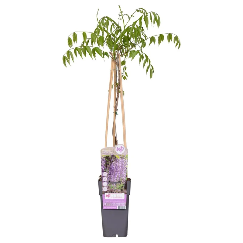 Wisteria Floribunda 'Naga Noda', Topf Ø 15 cm, Höhe 65 cm