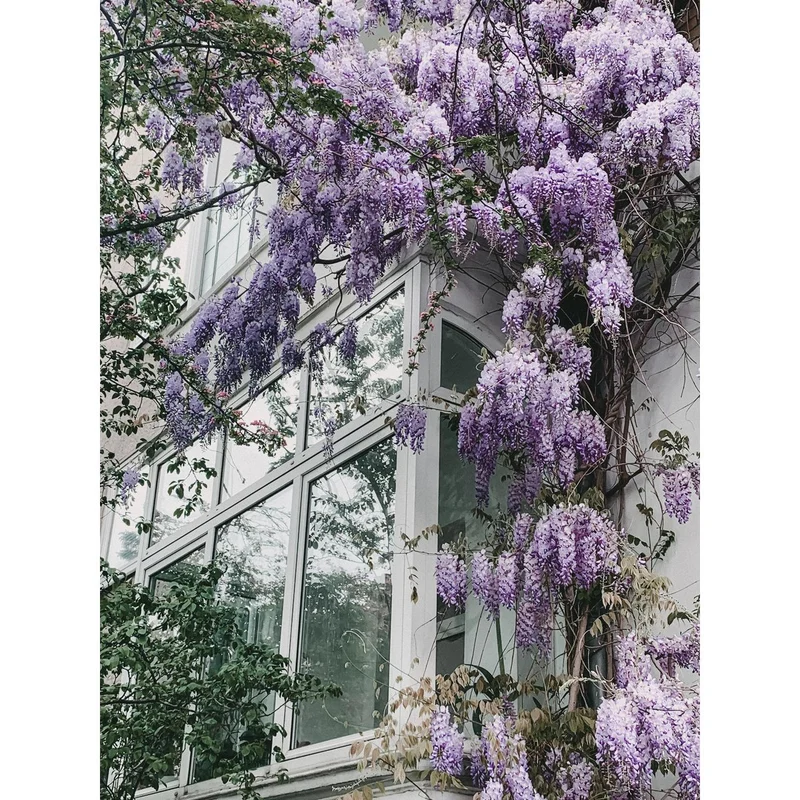 Wisteria Floribunda 'Naga Noda', Topf Ø 15 cm, Höhe 65 cm