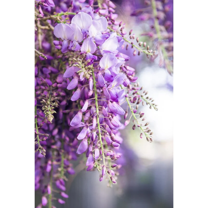 Wisteria Floribunda 'Naga Noda', Topf Ø 15 cm, Höhe 65 cm