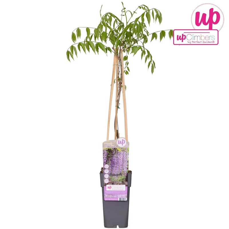 Wisteria Floribunda 'Naga Noda', Topf Ø 15 cm, Höhe 65 cm