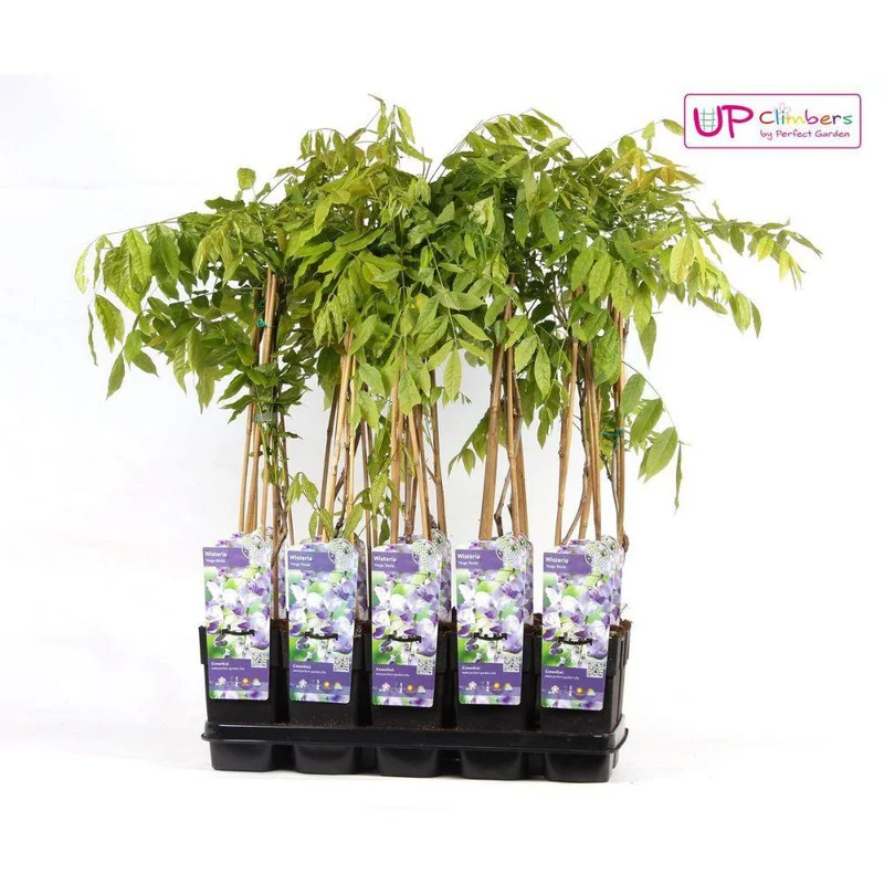 Wisteria Floribunda 'Naga Noda', Topf Ø 15 cm, Höhe 65 cm