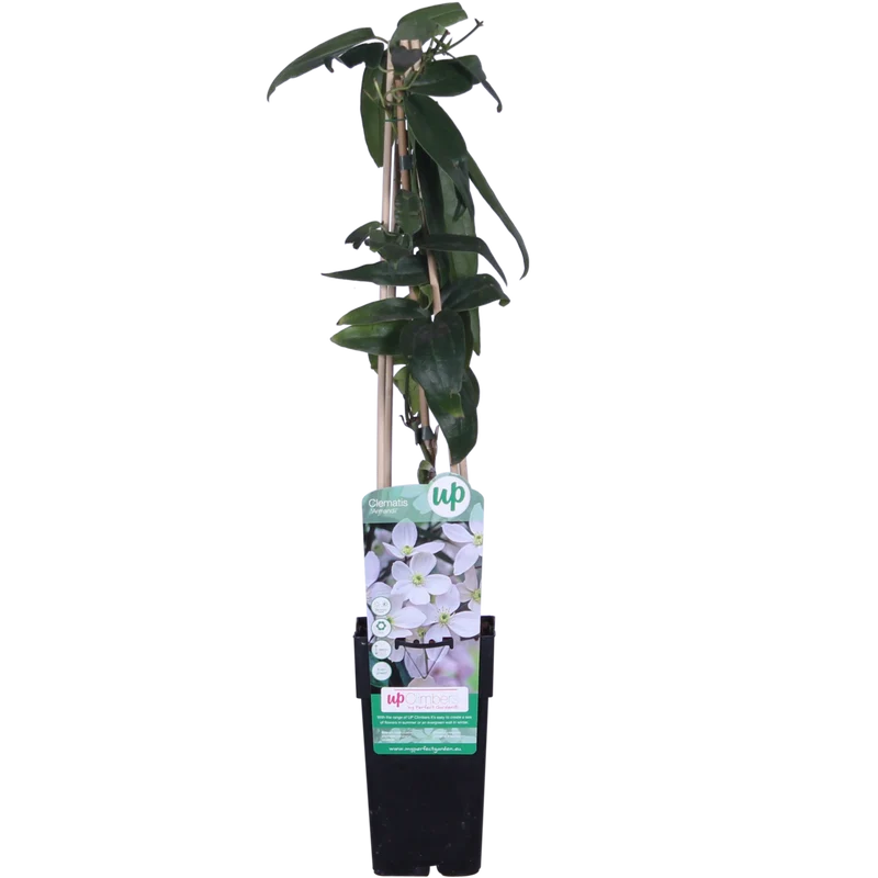 Clematis Armandii, Topf Ø 15 cm, Höhe 65 cm
