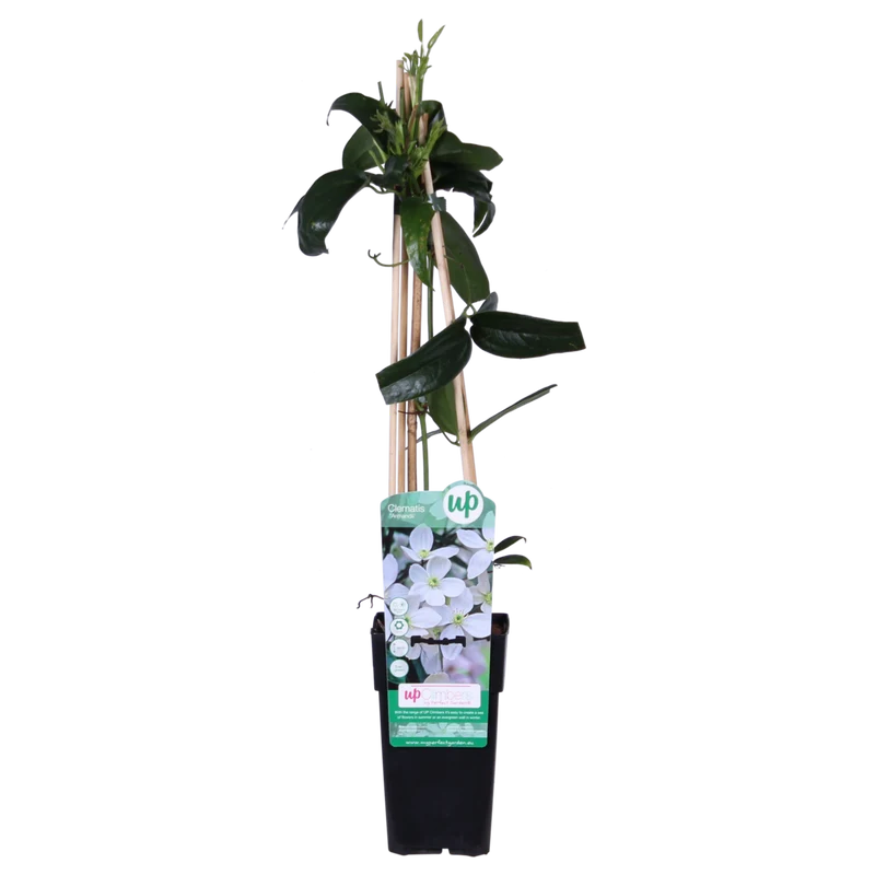 Clematis Armandii, Topf Ø 15 cm, Höhe 65 cm