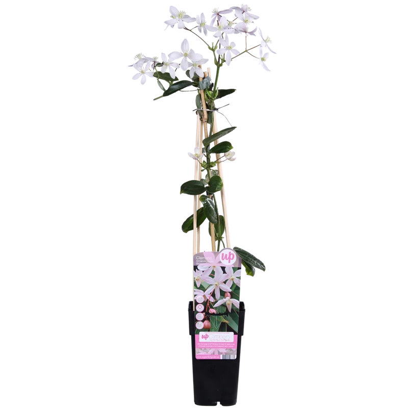 Clematis Armandii 'Apfelblüte', Topf Ø 15 cm, Höhe 65 cm