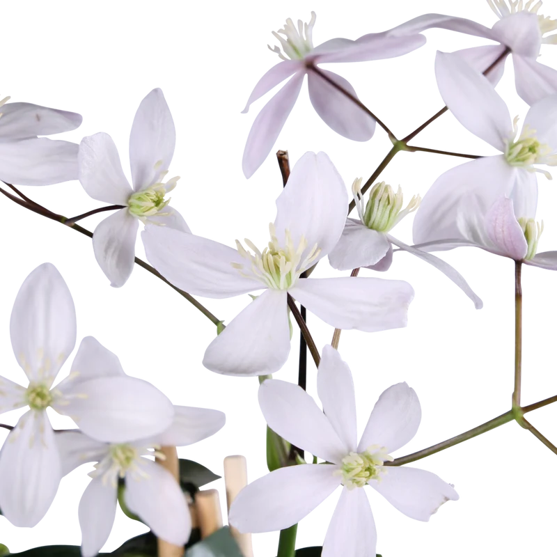 Clematis Armandii 'Apfelblüte', Topf Ø 15 cm, Höhe 65 cm