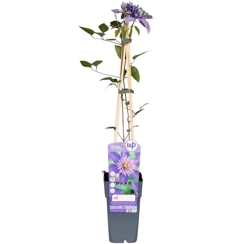 Clematis 'Multi Blue', Topf Ø 15 cm, Höhe 65 cm