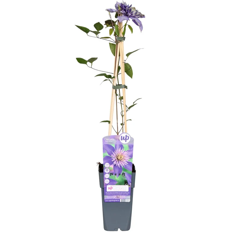 Clematis 'Multi Blue', Topf Ø 15 cm, Höhe 65 cm