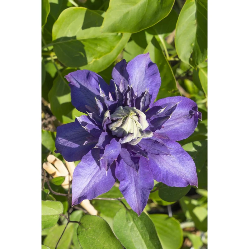 Clematis 'Multi Blue', Topf Ø 15 cm, Höhe 65 cm