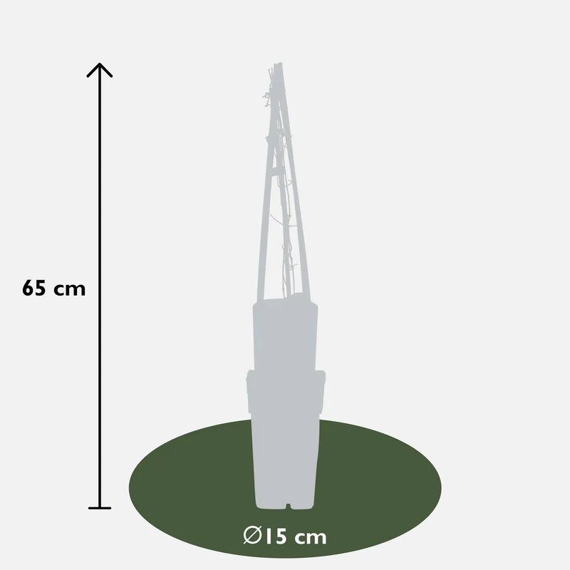 Clematis 'Multi Blue', Topf Ø 15 cm, Höhe 65 cm