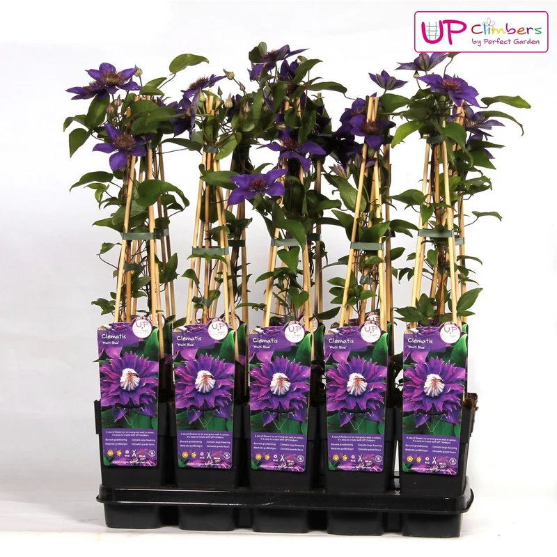 Clematis 'Multi Blue', Topf Ø 15 cm, Höhe 65 cm