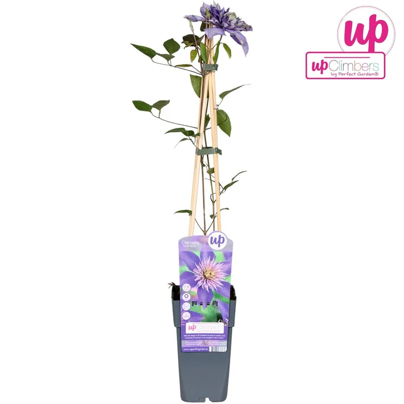 Clematis 'Multi Blue', Topf Ø 15 cm, Höhe 65 cm