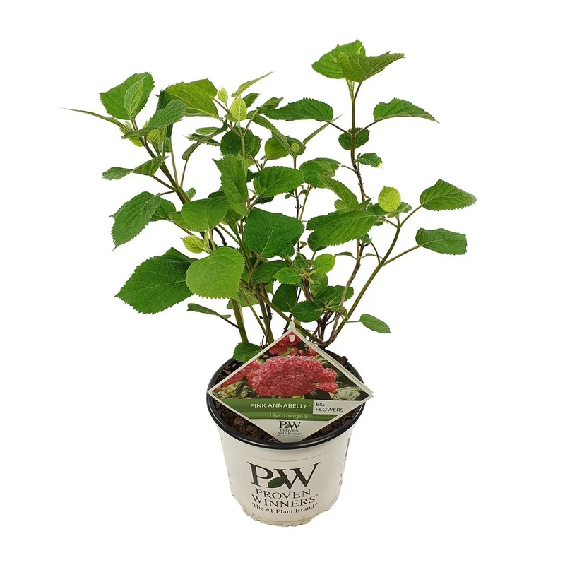 Hortensie 'Pink Annabelle', Topf Ø 19 cm, Höhe 30 cm