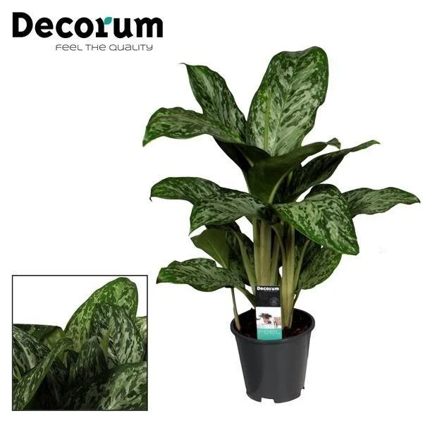 Aglaonema Greenlight, Kolbenfaden, Topf Ø 17 cm, Höhe 60 cm