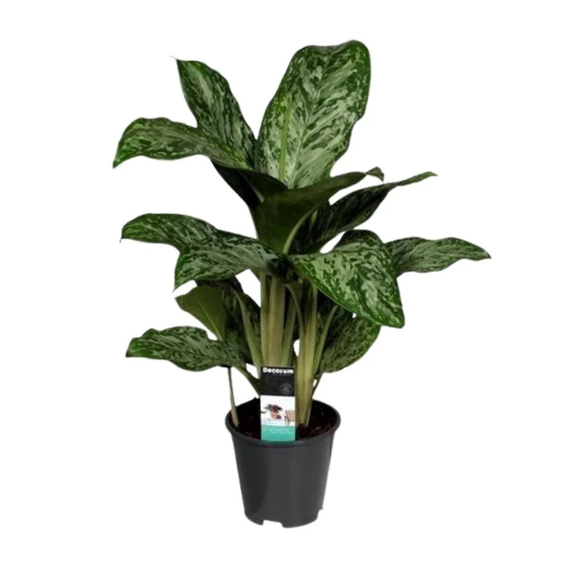 Aglaonema Greenlight, Kolbenfaden, Topf Ø 17 cm, Höhe 60 cm