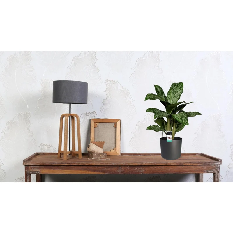 Aglaonema Greenlight, Kolbenfaden, Topf Ø 17 cm, Höhe 60 cm