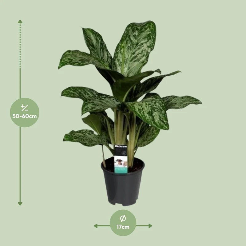 Aglaonema Greenlight, Kolbenfaden, Topf Ø 17 cm, Höhe 60 cm