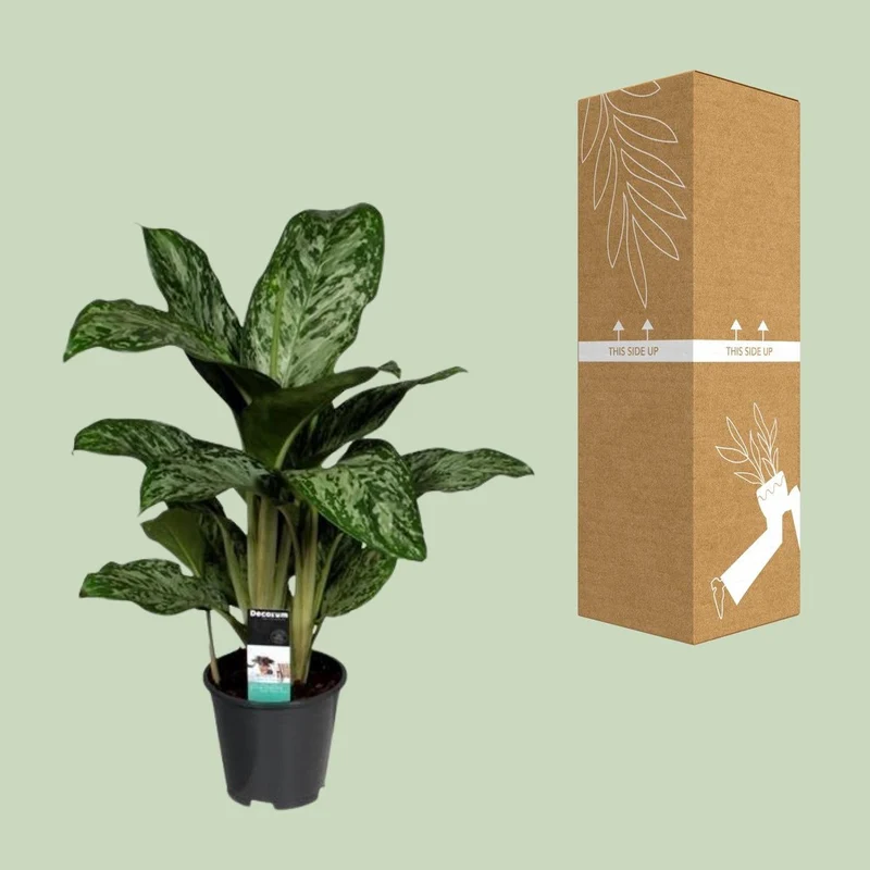 Aglaonema Greenlight, Kolbenfaden, Topf Ø 17 cm, Höhe 60 cm
