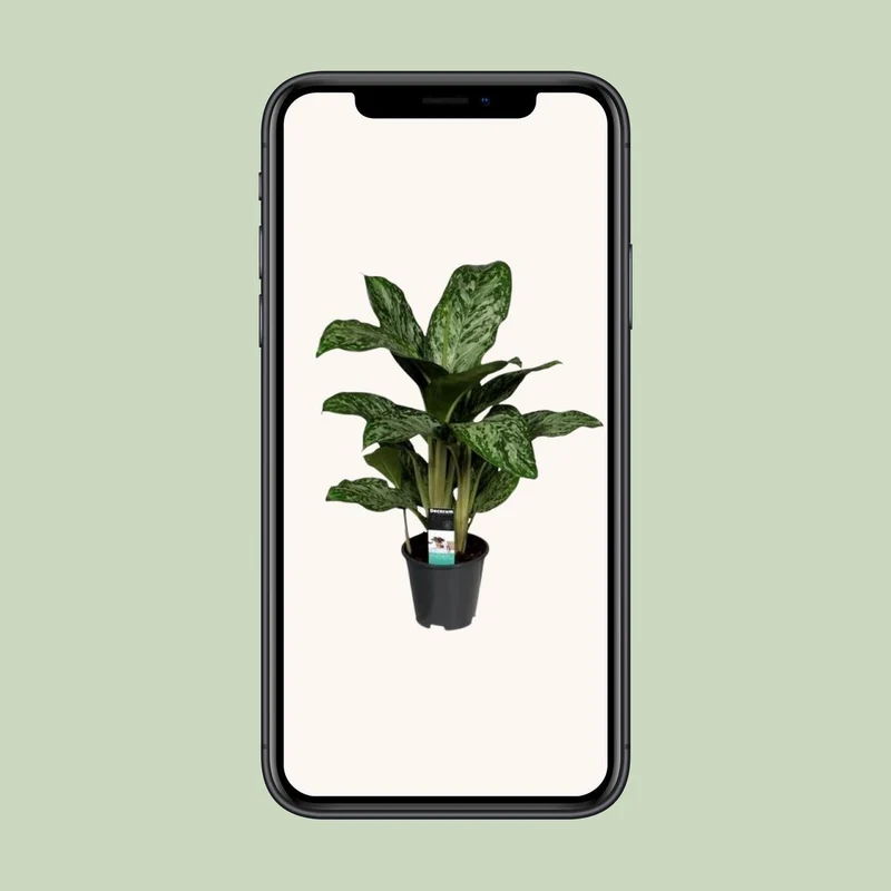 Aglaonema Greenlight, Kolbenfaden, Topf Ø 17 cm, Höhe 60 cm