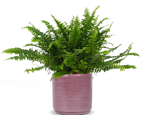 Nephrolepis (Schwertfarn) (S)
