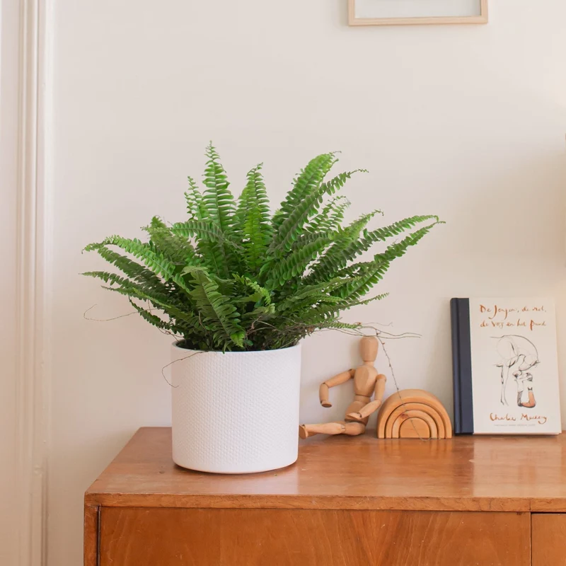 Nephrolepis (Schwertfarn) (S)