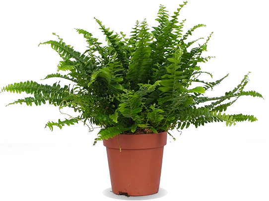 Nephrolepis (Schwertfarn) (S)