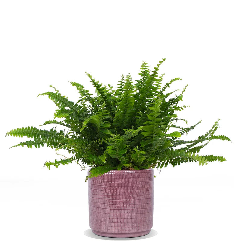 Nephrolepis (Schwertfarn) (S)
