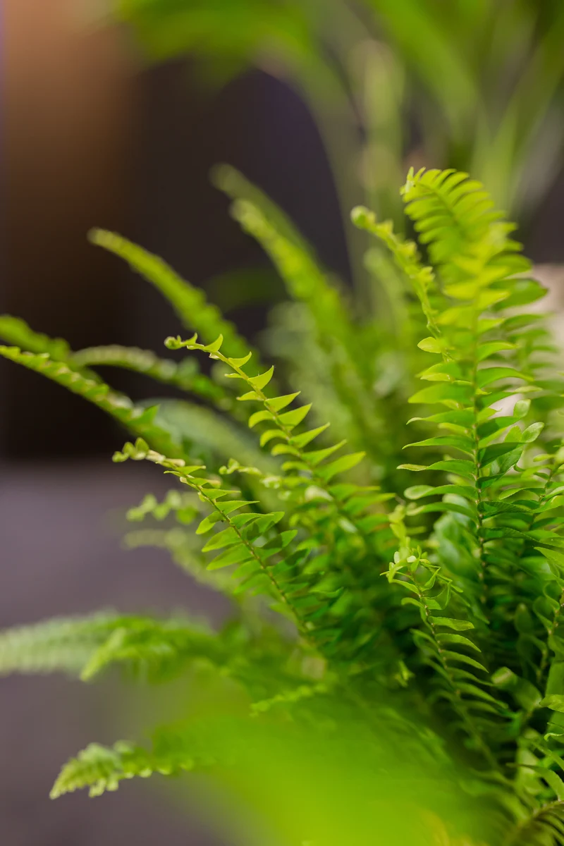 Nephrolepis (Schwertfarn) (S)