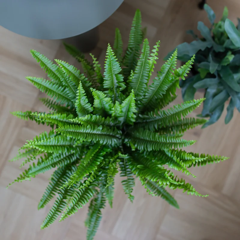 Nephrolepis (Schwertfarn) (S)