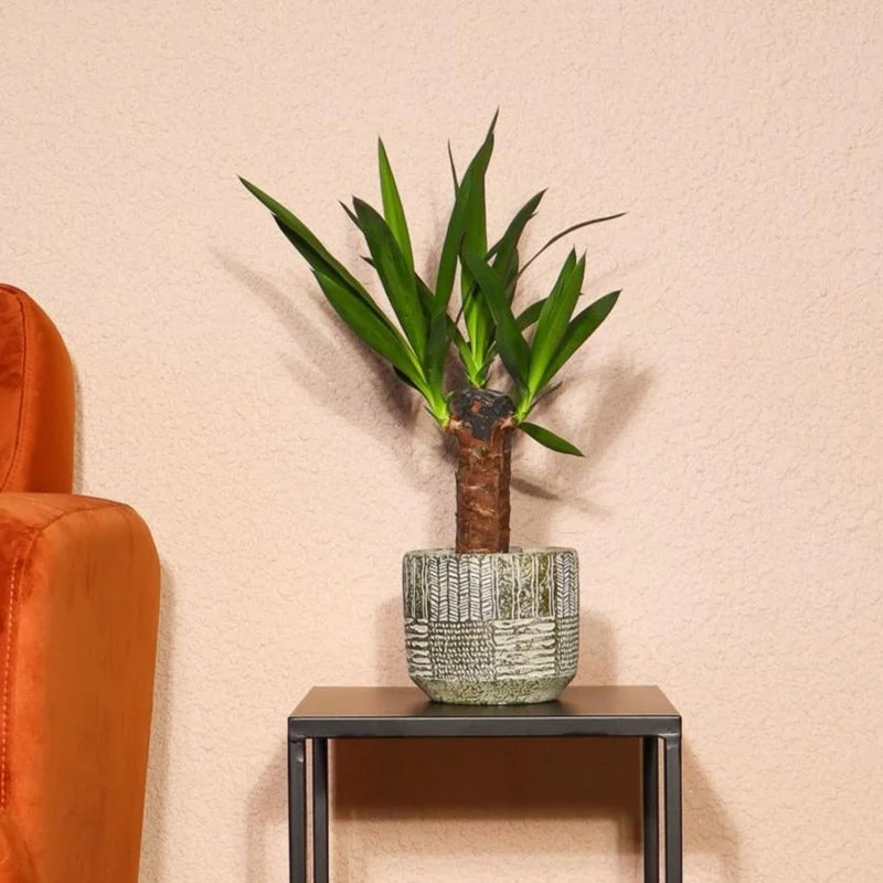 Yucca (Palmlilie) (M)