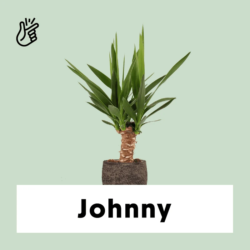 Yucca (Palmlilie) (M)