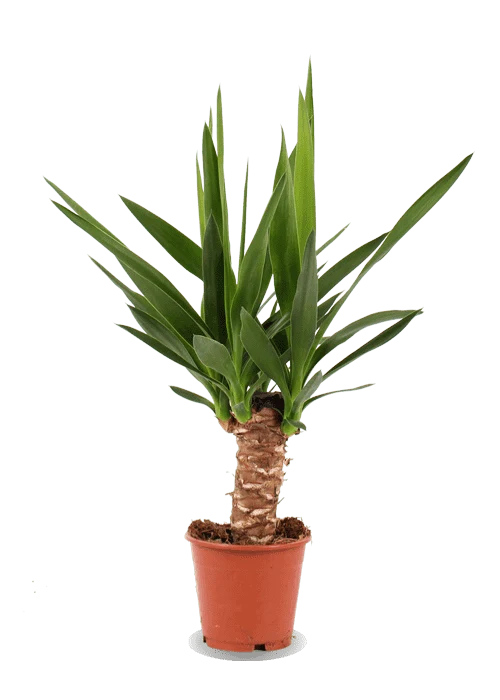 Yucca (Palmlilie) (M)