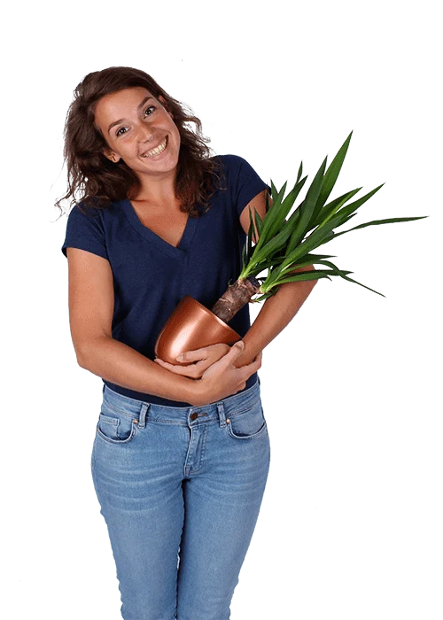 Yucca (Palmlilie) (M)
