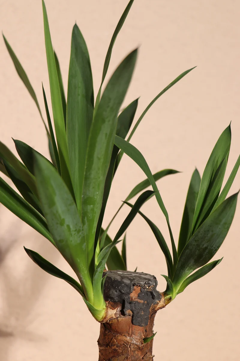 Yucca (Palmlilie) (M)