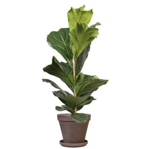 Ficus lyrata (Geigenfeige) (L)