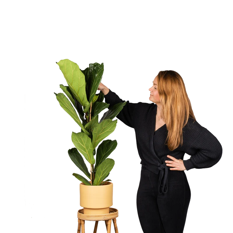 Ficus lyrata (Geigenfeige) (L)