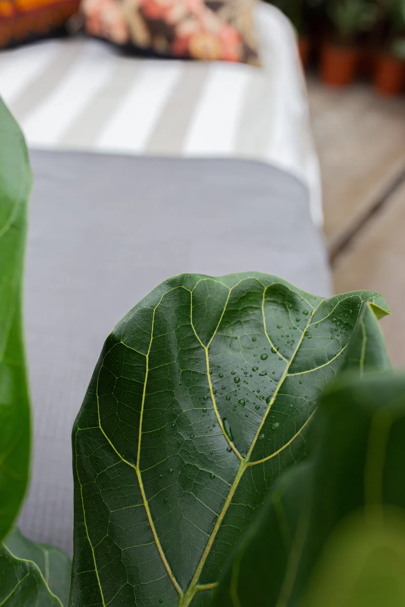 Ficus lyrata (Geigenfeige) (L)