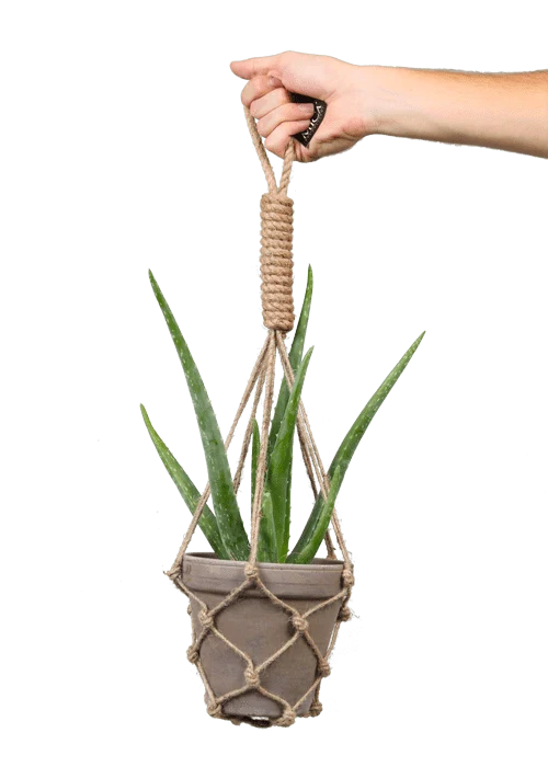 Aloë vera (S) (35cm)