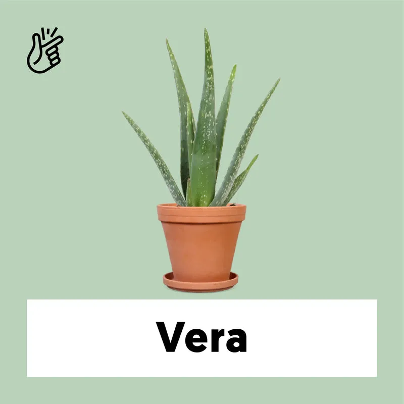 Aloë vera (S) (35cm)