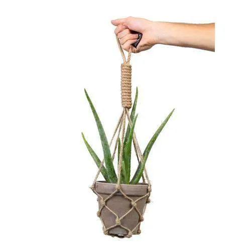 Aloë vera (S) (35cm)