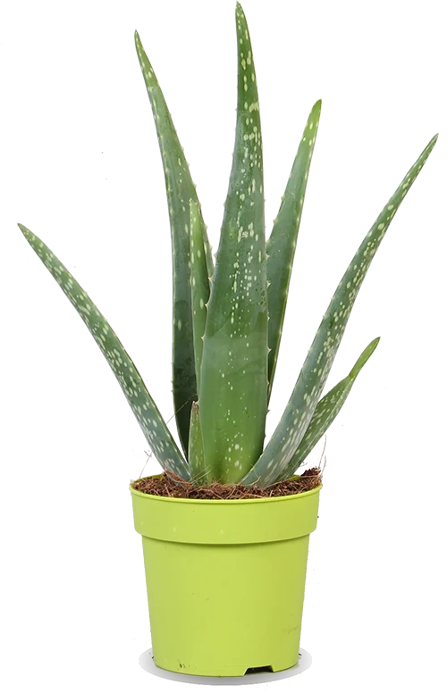Aloë vera (S) (35cm)