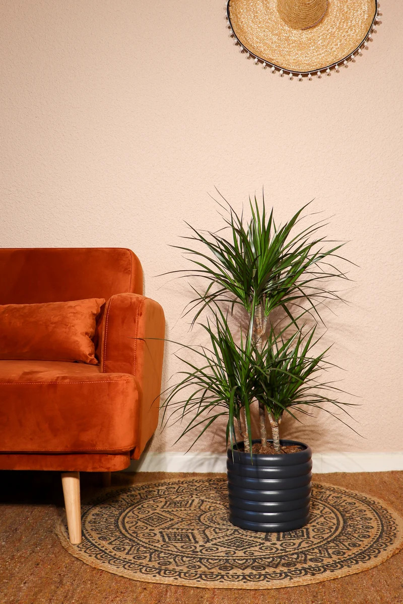 Dracaena marginata (Drachenbaum) (M)