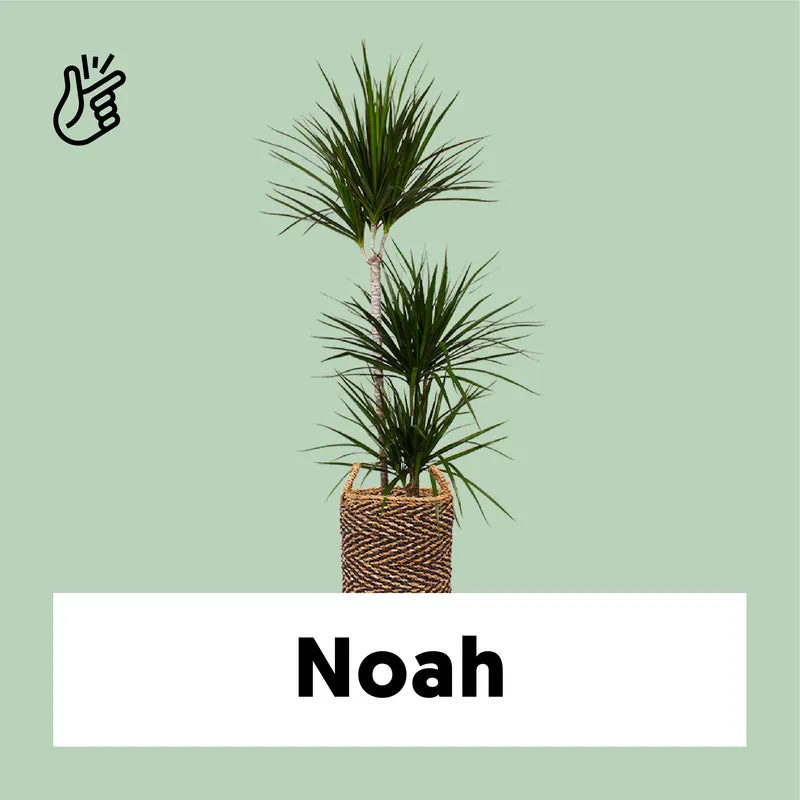 Dracaena marginata (Drachenbaum) (M)