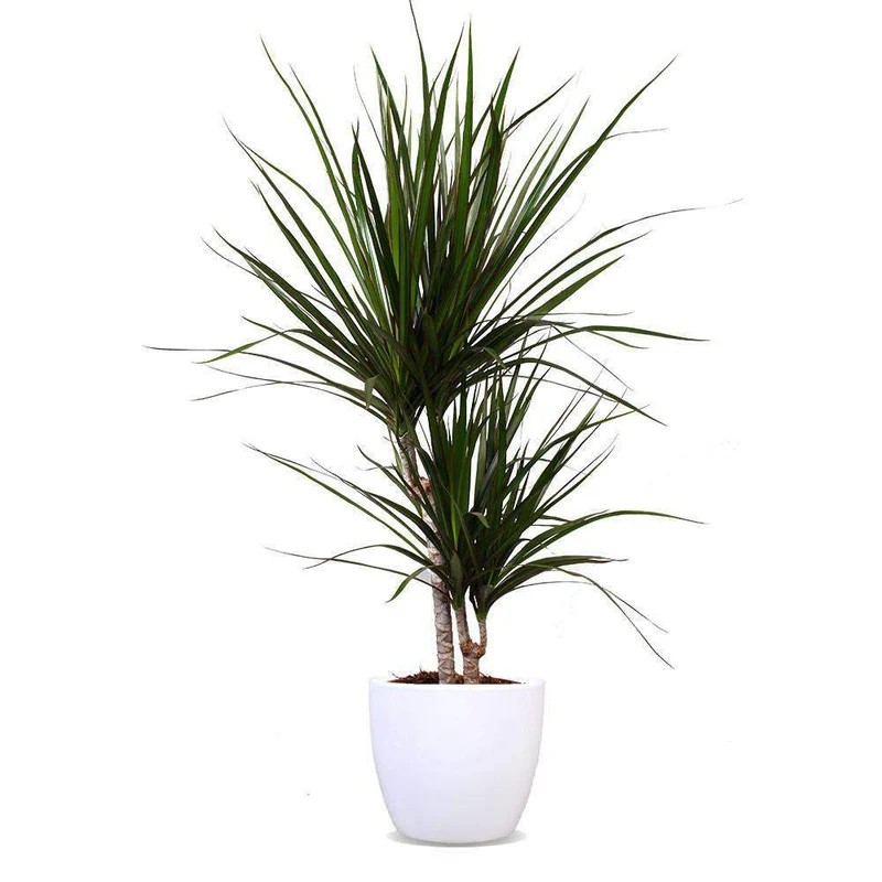 Dracaena marginata (Drachenbaum) (M)