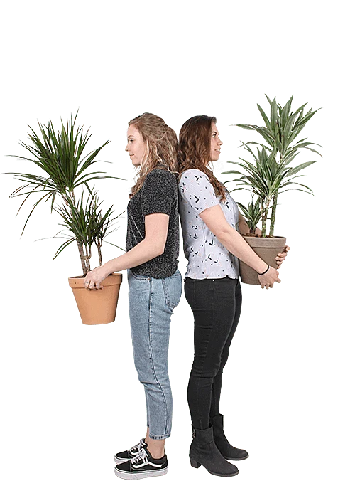Dracaena marginata (Drachenbaum) (M)