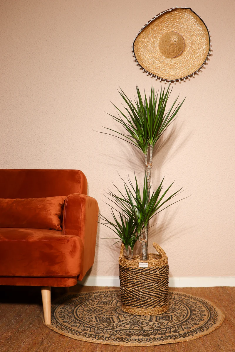 Dracaena marginata (Drachenbaum) (L)