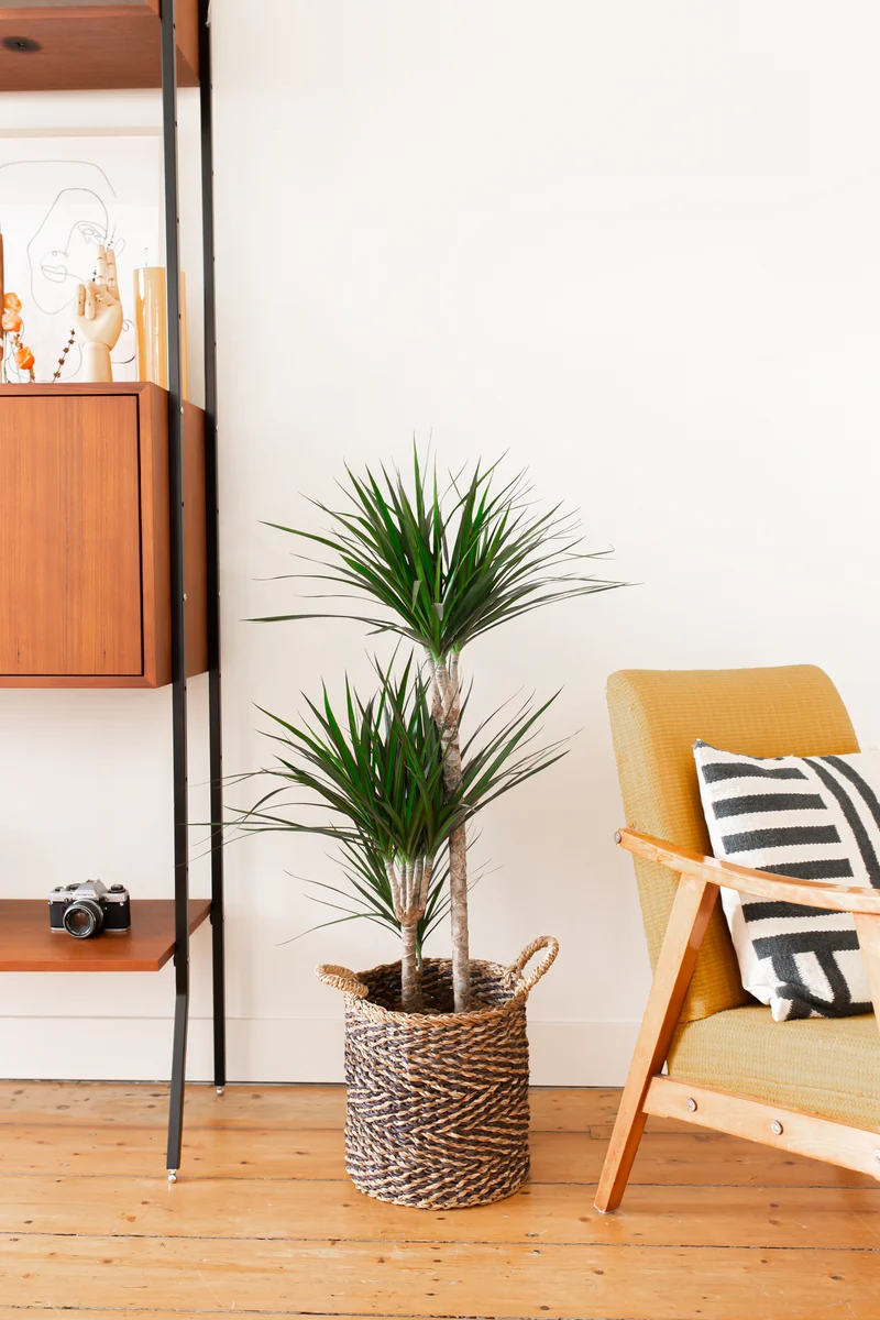 Dracaena marginata (Drachenbaum) (L)