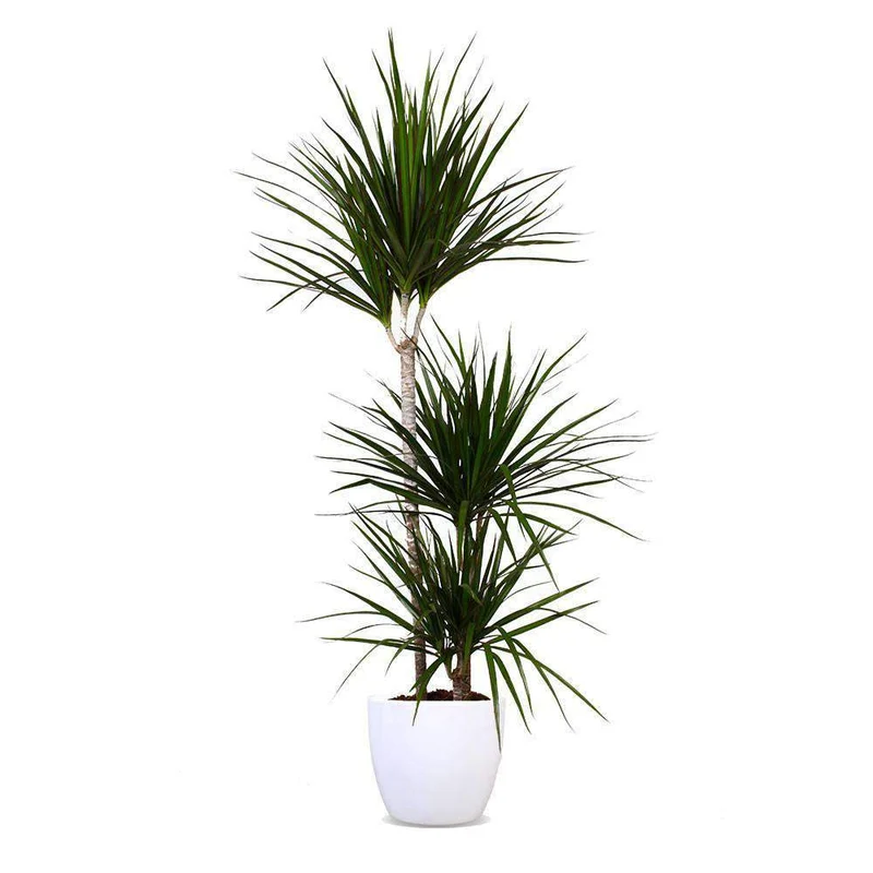 Dracaena marginata (Drachenbaum) (L)