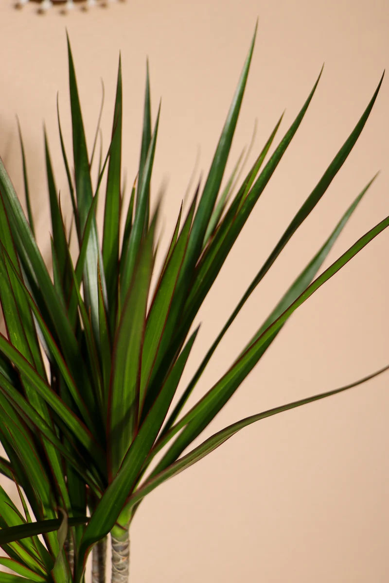 Dracaena marginata (Drachenbaum) (L)