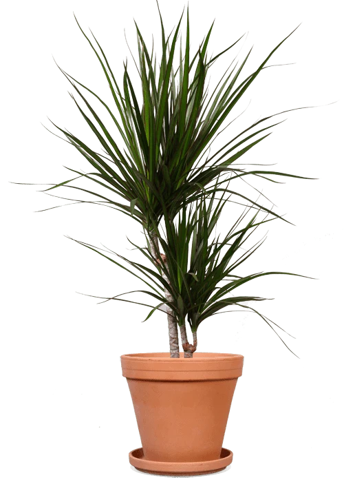Dracaena marginata (Drachenbaum) (M)