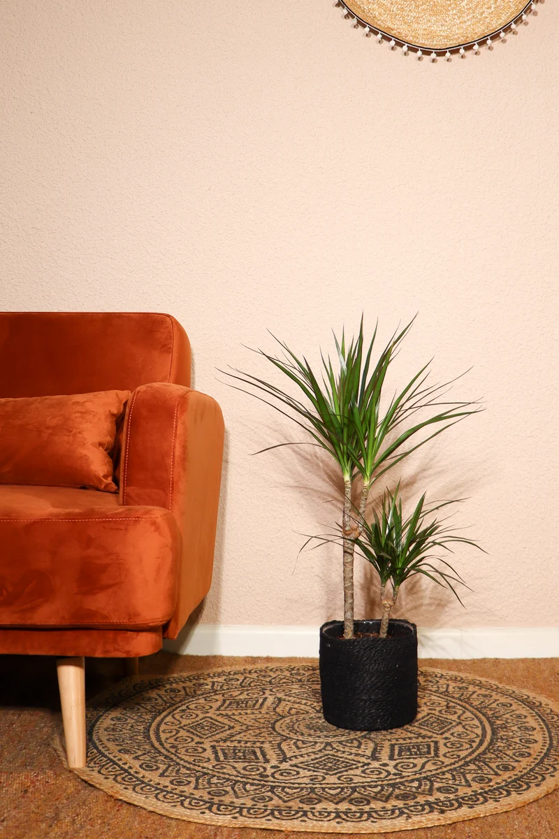 Dracaena marginata (Drachenbaum) (M)